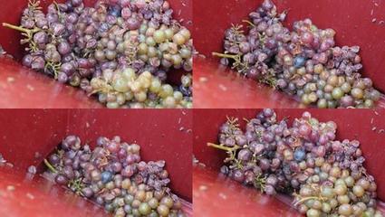 葡萄果实轻度破碎(破皮不破籽)工艺参数控制
