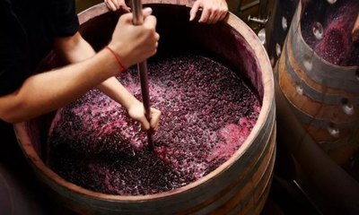 白葡萄酒发酵香气物质（酯类 / 萜烯类）保留工艺