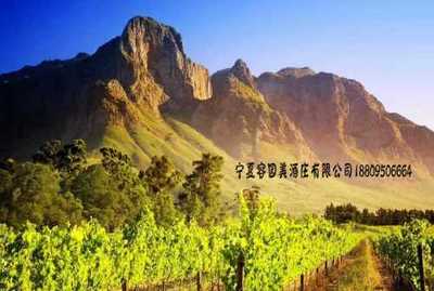 青铜峡酒庄